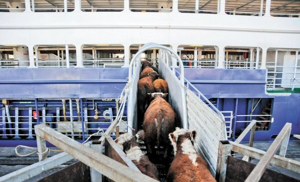 Uruguay exported almost 120 thousand live cattle less