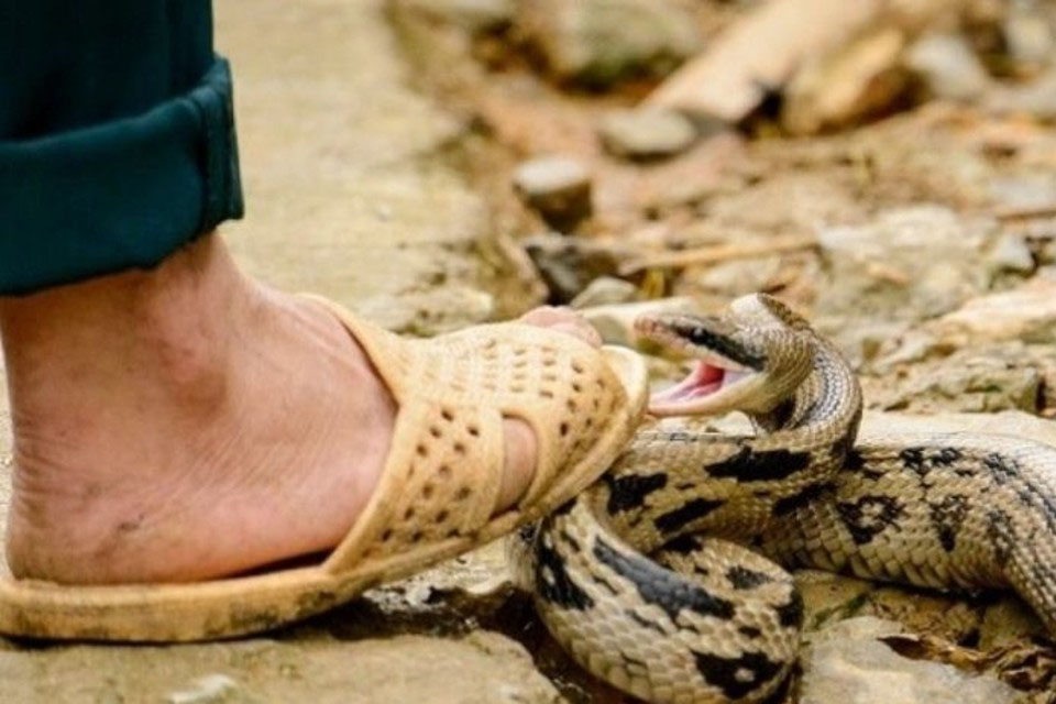 What to do in case of being bitten by a snake?