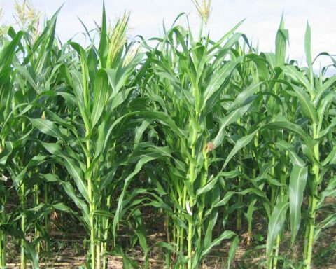 Yellow corn crops increased by 2.1% during the first months of the agricultural campaign