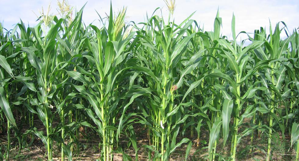 Yellow corn crops increased by 2.1% during the first months of the agricultural campaign