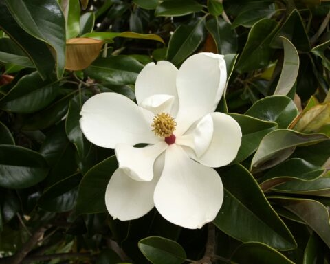 blooming magnolias