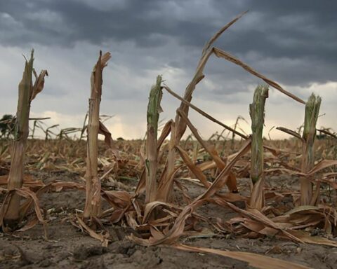 13 districts of Buenos Aires will receive financial aid for the severe drought