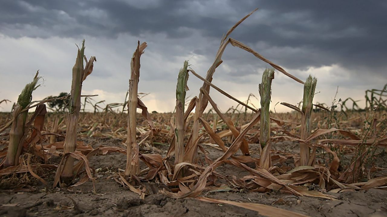 13 districts of Buenos Aires will receive financial aid for the severe drought