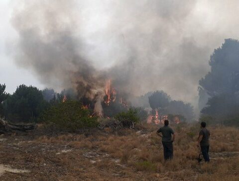25 hectares of an abandoned private property in the Las Vegas resort burned down