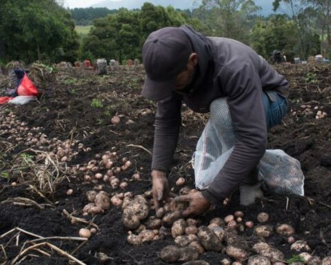 Agriculture continues in suspense due to the shortage of fertilizers