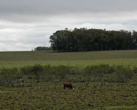 BROU postpones for six months the maturity of debts to producers affected by the emergency