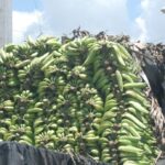Plátano y guineo, entre productos que han bajado de precios en últimos días, según Pro Consumidor