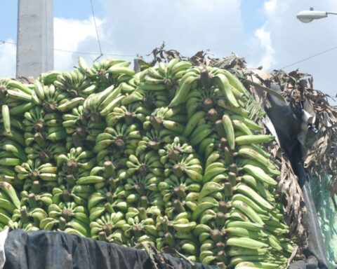 Plátano y guineo, entre productos que han bajado de precios en últimos días, según Pro Consumidor