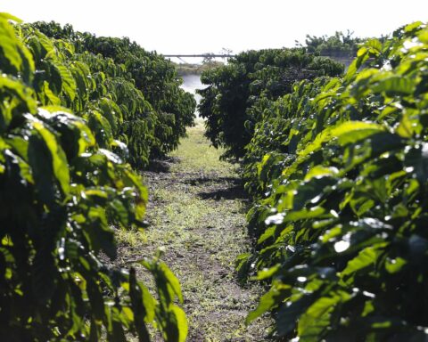 Conab says coffee harvest will be 54.94 million bags