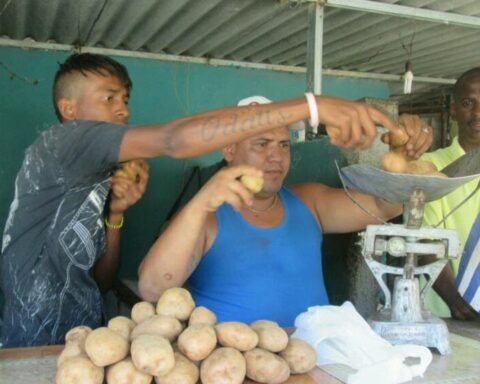 Cubans will pay 11 pesos per pound of potatoes, twice the current price