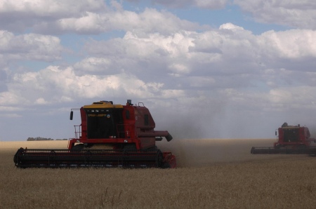 Drought and frost caused a 44.6% drop in the wheat harvest