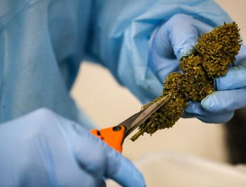 Father and son undertook medical cannabis, the police arrested them and now they are prosecuting the State