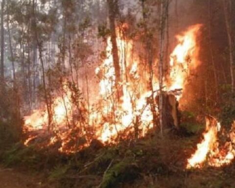 Fires in forested areas of Cuba damaged more than 1,800 hectares in 2022