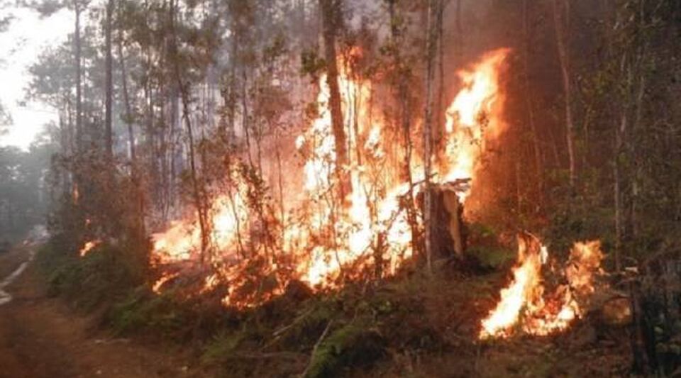 Fires in forested areas of Cuba damaged more than 1,800 hectares in 2022