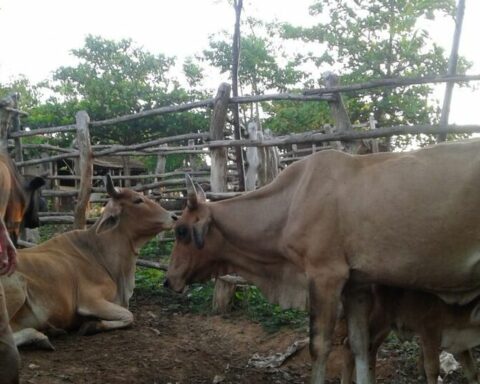 Four armed cattle thieves arrested in Artemisa