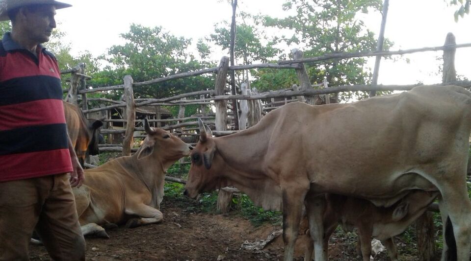 Four armed cattle thieves arrested in Artemisa