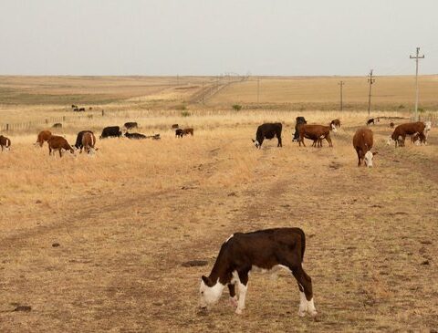 Government will meet Monday and Tuesday due to the impact of the drought and to extend the agricultural emergency