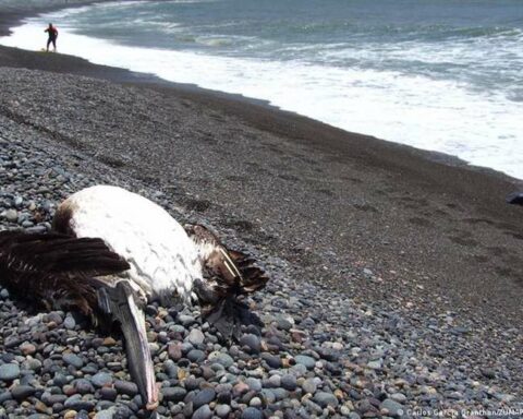 Honduras declares a health emergency due to avian influenza