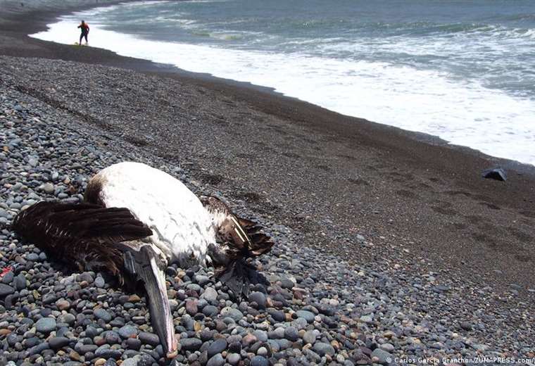 Honduras declares a health emergency due to avian influenza