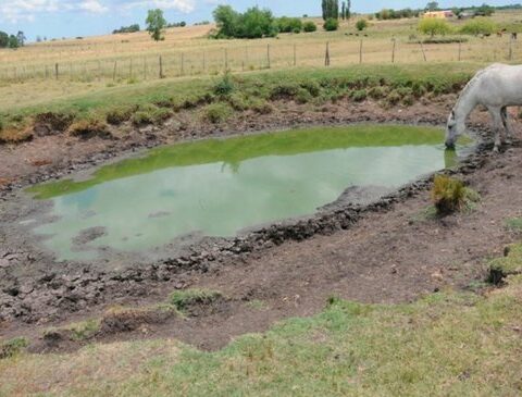 How does the dramatic drought hit each item of agriculture?  The most and least affected