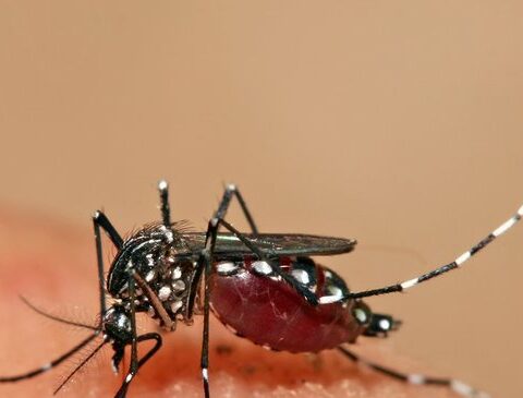 In Uruguay there is caution against a record of dengue on the border with Brazil