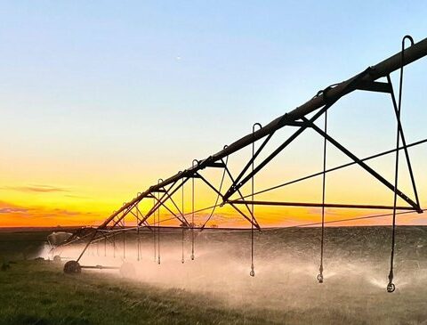 In the midst of the drought, how much does it cost to have water in the field?