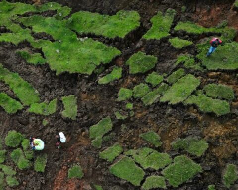 Isolation of Nariño mainly hits agriculture in the region