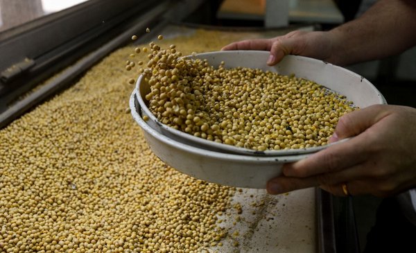 Livestock prices rise and there is caution to sell soybeans