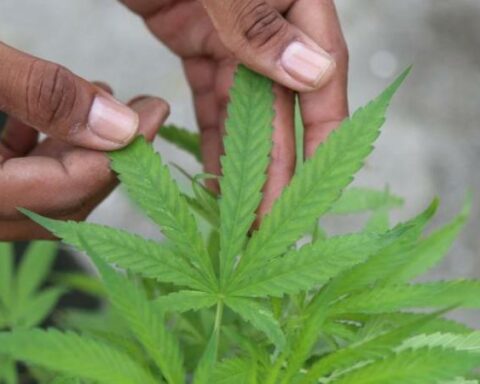 Medical cannabis: how it is being used in the country