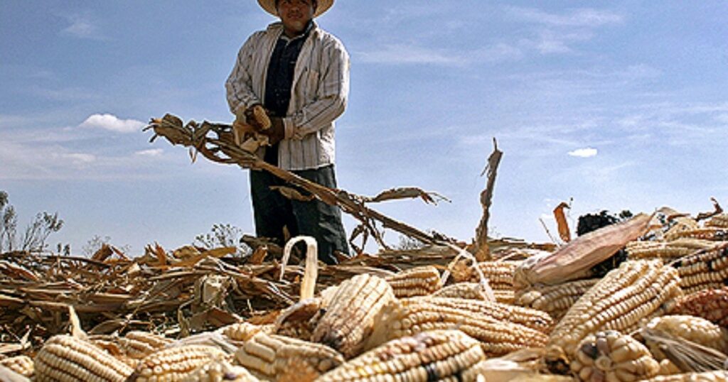 Mexico imposes a 50% tariff on white corn exports