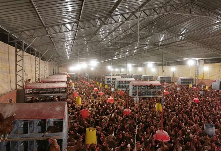 Poultry production in Tarija is affected by road blockades in Santa Cruz