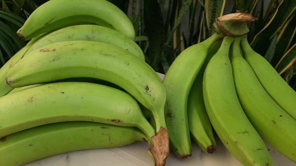 Puerto Rico seizes 500,000 bananas from Costa Rica contaminated with plague