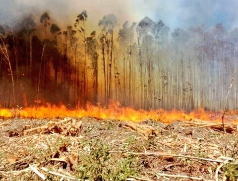 Recommendations of the Ministry of Livestock due to the high risk of fires