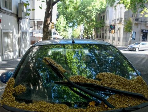 Seized cars occupy the streets of the Center: after a complaint from neighbors, they seek to design a protocol