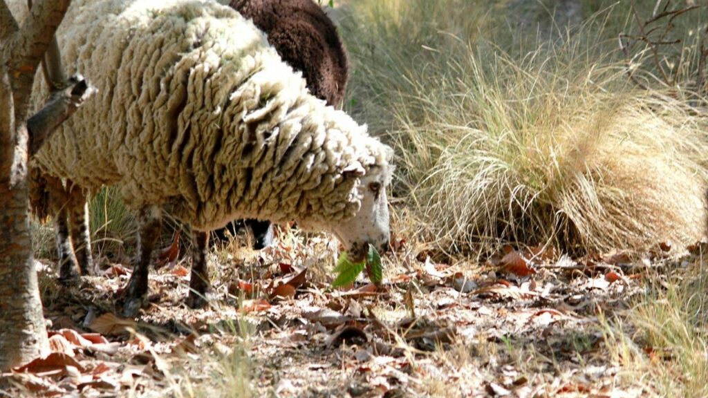 Sheep and goats are trained to fight forest fires through grazing