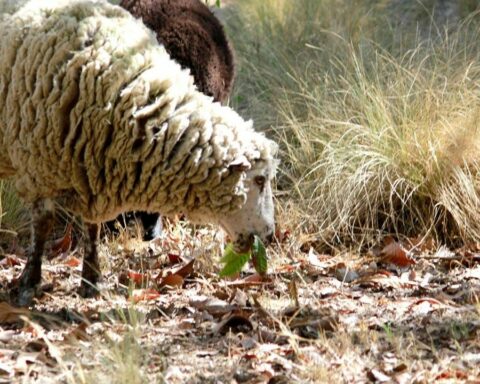 Sheep and goats are trained to fight forest fires through grazing