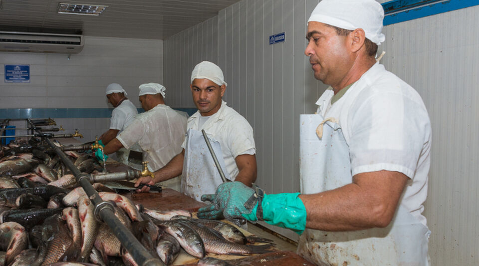 The Cuban fishing sector is facing a deep production crisis