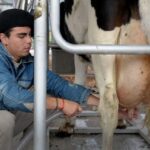 The Government announced an assistance program for 8 out of 10 dairy farmers