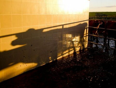 The cows run out of food and the dairymen move in the offices