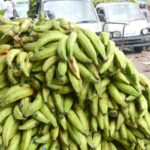 En precio del plátano influye la calidad y la procedencia