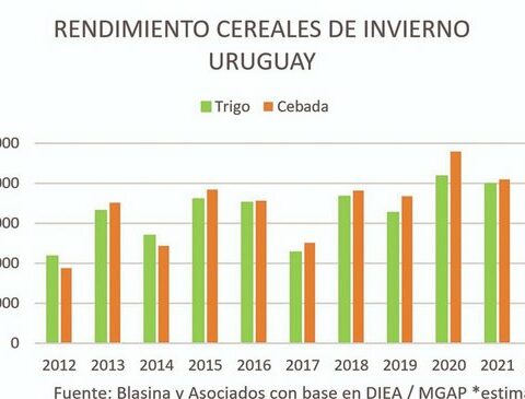 The productivity of wheat and barley in Uruguay on the world podium