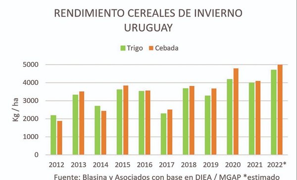 The productivity of wheat and barley in Uruguay on the world podium