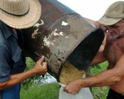 The rice harvest in Cuba fails to cover less than 30% of national consumption