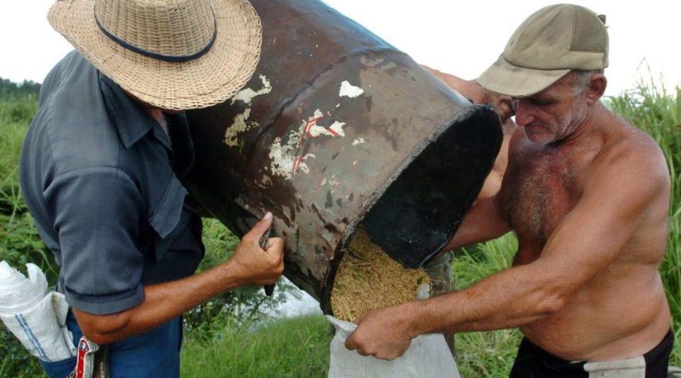 The rice harvest in Cuba fails to cover less than 30% of national consumption