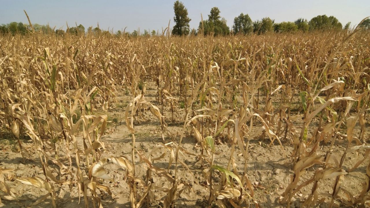 The severe drought will cause a contraction in the productivity of the agricultural sector