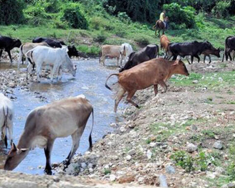 The theft and slaughter of cattle in Las Tunas grows more than 70% in just one year