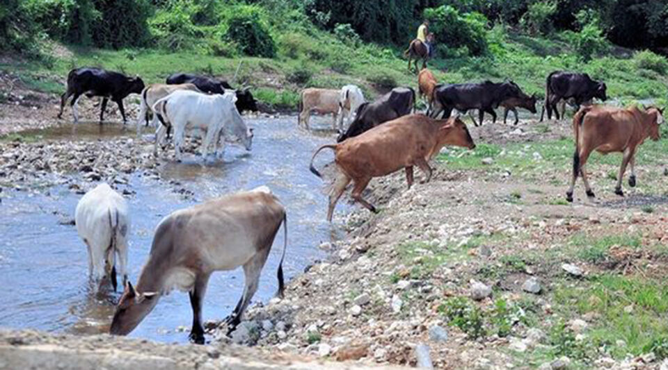 The theft and slaughter of cattle in Las Tunas grows more than 70% in just one year