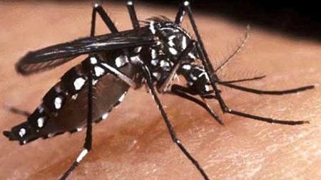 They confirmed a positive case of chikungunya in Chaco