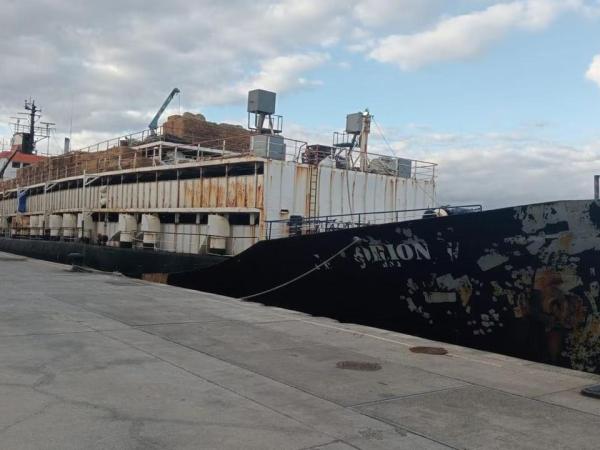 They find 4,500 kilos of cocaine on a boat carrying Colombian cows