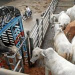 They investigate smuggling of live cattle from Argentina